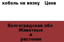 кобель на вязку › Цена ­ 1 - Волгоградская обл. Животные и растения » Собаки   